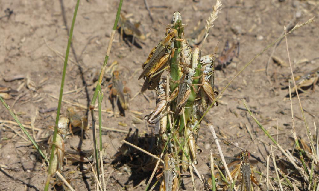 You are currently viewing ‘A scourge of the Earth’: grasshopper swarms overwhelm US west