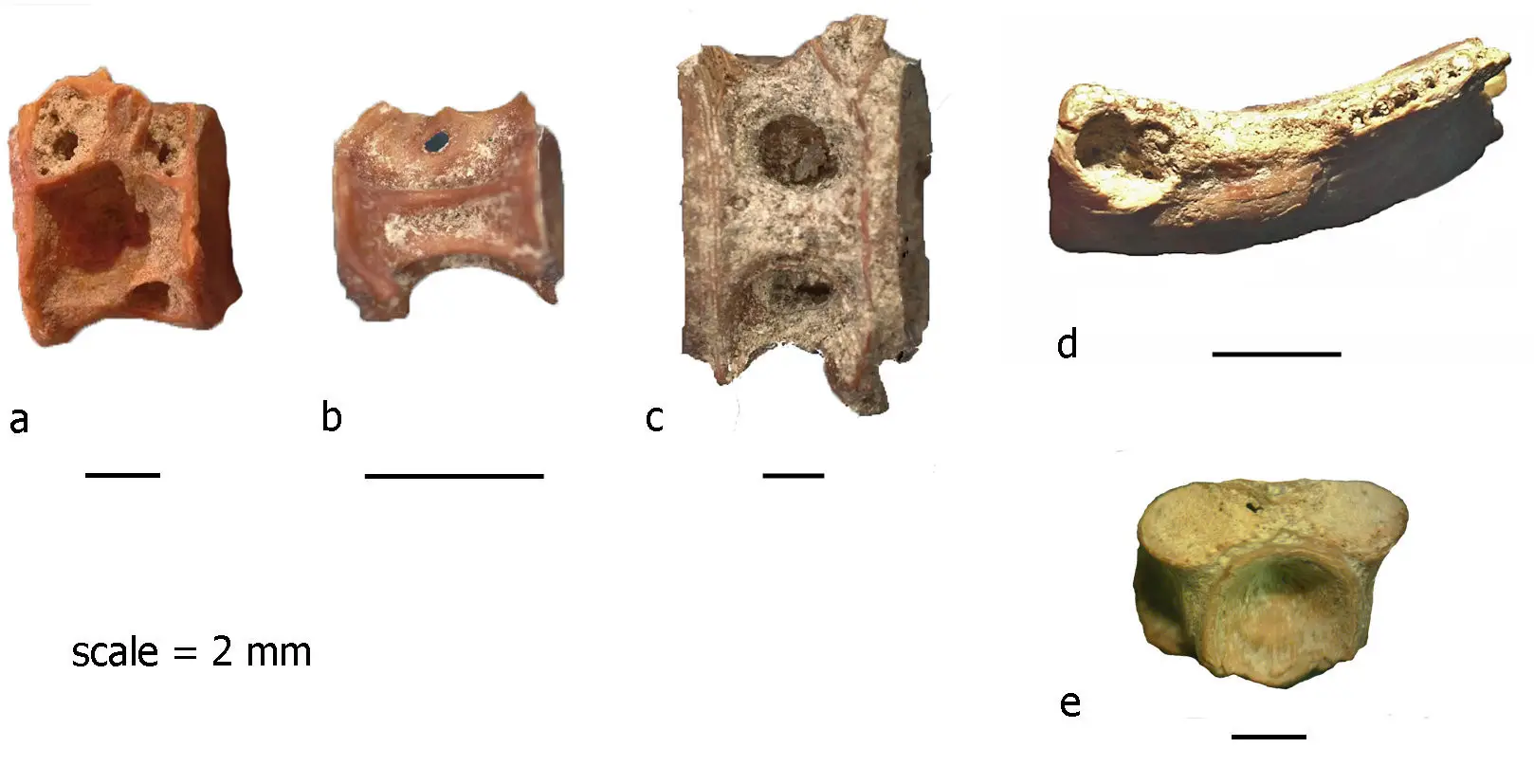 You are currently viewing Fish Bones Tell Tale of Ancient Migrants to Sea of Galilee