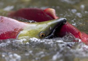 Read more about the article Canada’s salmon are at risk. How can tourists help?