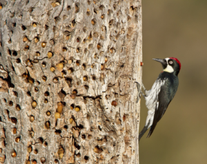 Read more about the article Polygamy is just one reason why acorn woodpeckers are master survivalists