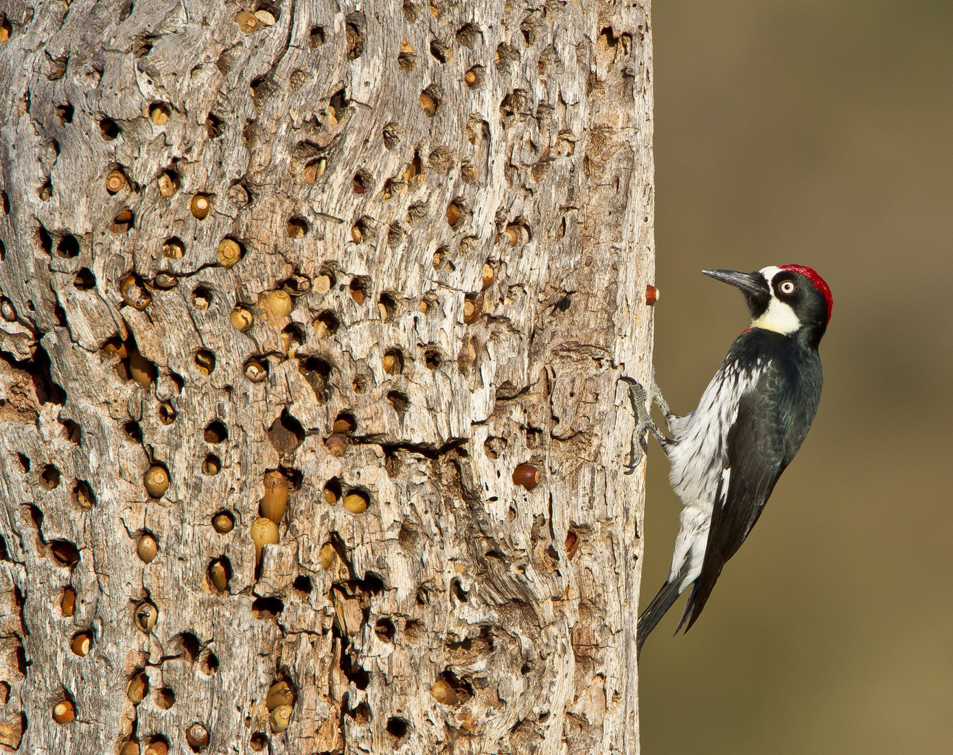 You are currently viewing Polygamy is just one reason why acorn woodpeckers are master survivalists