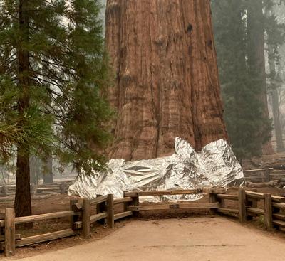 You are currently viewing Sequoia National Park’s General Sherman tree, one of largest in the world, still safe amid growing wildfire