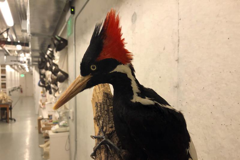 You are currently viewing US says ivory-billed woodpecker, 22 other species extinct