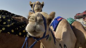 Read more about the article Saudi camel beauty pageant cracks down on cosmetic enhancements