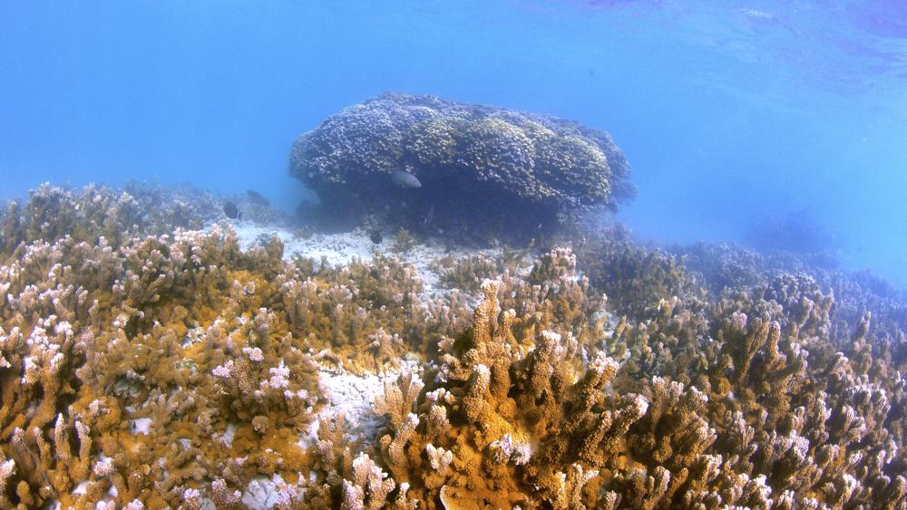 You are currently viewing Darwin in a lab: Coral evolution tweaked for global warming