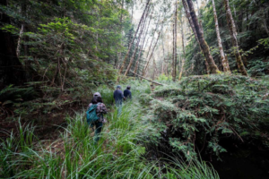 Read more about the article ‘A Real Blessing’: Tribal Group Reclaims More Than 500 Acres of Northern California Redwoods