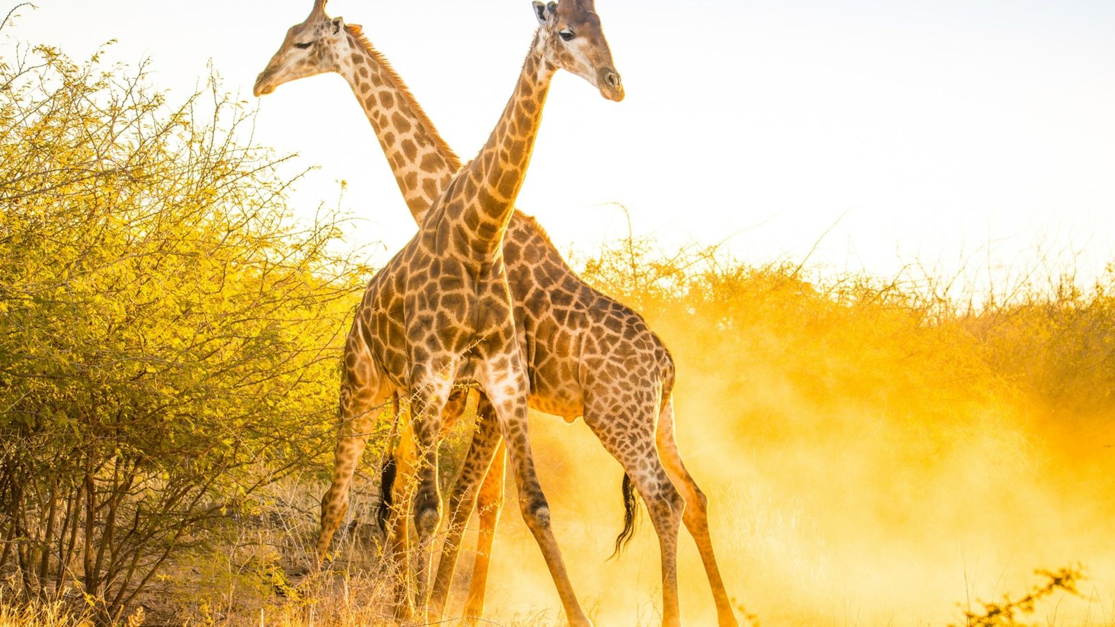 You are currently viewing Giraffe populations are rising, giving new hope to scientists