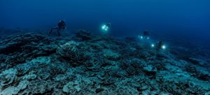 Read more about the article Rare coral reef discovered near Tahiti is ‘like a work of art’, says diver
