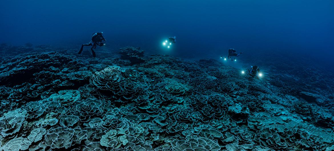 You are currently viewing Rare coral reef discovered near Tahiti is ‘like a work of art’, says diver
