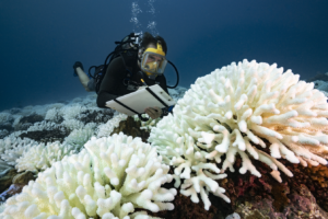 Read more about the article Warming Ocean Leaves No Safe Havens for Coral Reefs