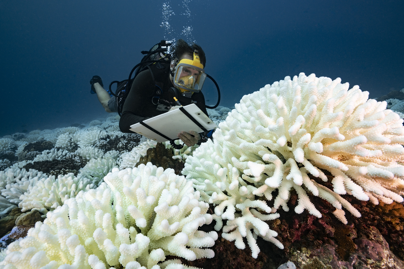 You are currently viewing Warming Ocean Leaves No Safe Havens for Coral Reefs