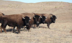 Read more about the article ‘It’s a powerful feeling’: the Indigenous American tribe helping to bring back buffalo