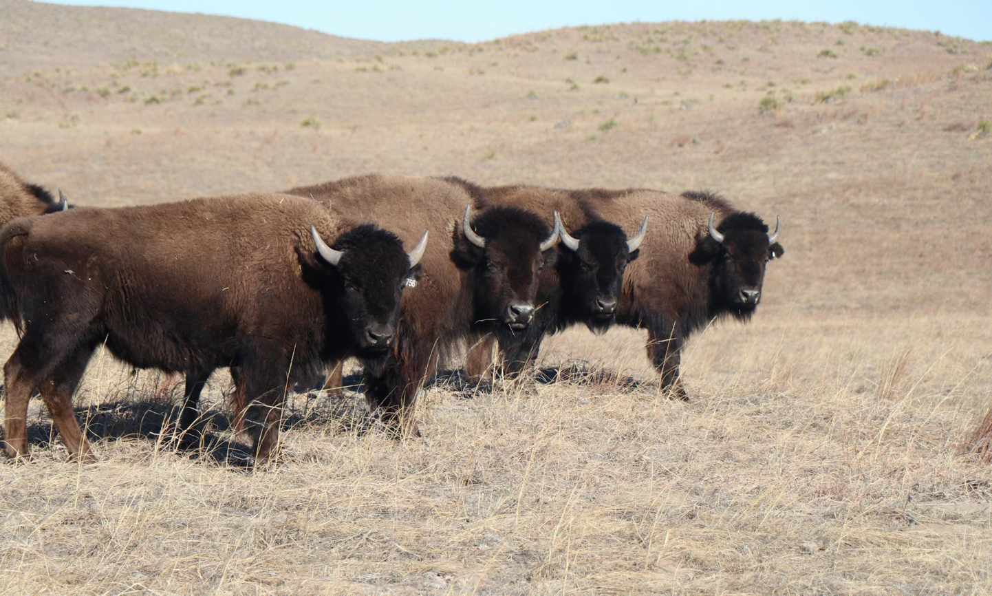 You are currently viewing ‘It’s a powerful feeling’: the Indigenous American tribe helping to bring back buffalo