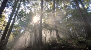 Read more about the article Indigenous People Reclaim Hundreds of Acres of California Redwood Forest