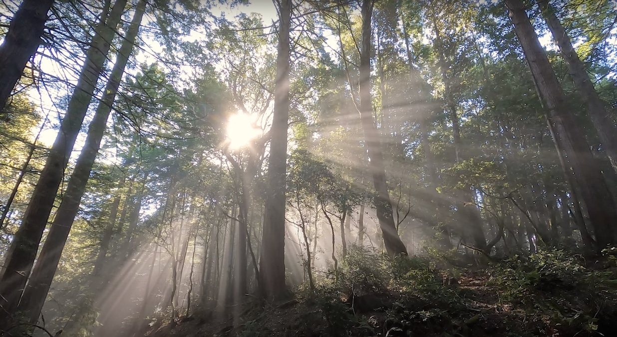 You are currently viewing Indigenous People Reclaim Hundreds of Acres of California Redwood Forest