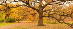 Read more about the article Rare Breed of Ancient Trees With Incredible Lifespans Help Keep Their Forests Alive