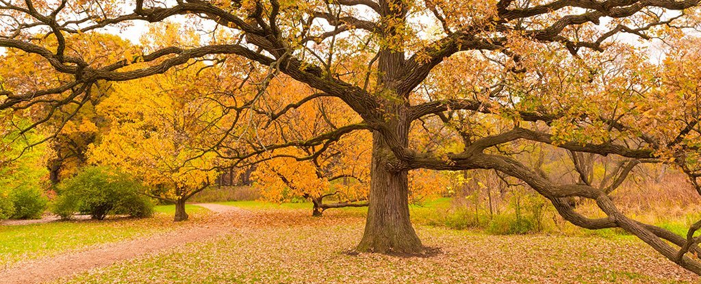 You are currently viewing Rare Breed of Ancient Trees With Incredible Lifespans Help Keep Their Forests Alive