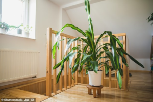 Read more about the article Houseplants can reduce air pollution in homes by 20%, study reveals
