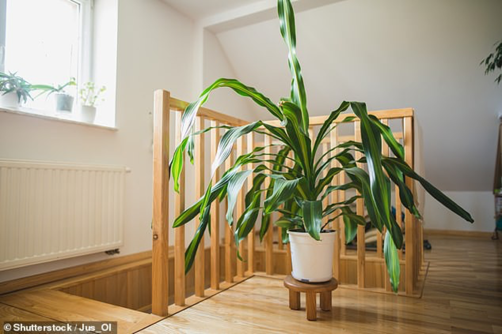You are currently viewing Houseplants can reduce air pollution in homes by 20%, study reveals
