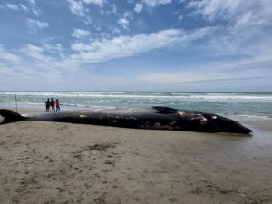 Read more about the article Ships are killing whales off the California coast. Here’s what experts say will save them