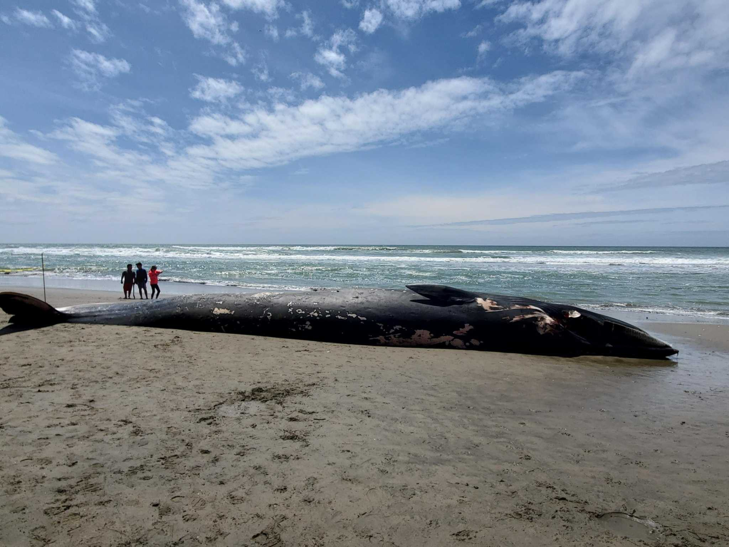 You are currently viewing Ships are killing whales off the California coast. Here’s what experts say will save them