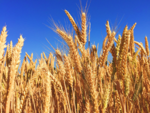 Read more about the article This is how wheat shortages are creating a food security risk