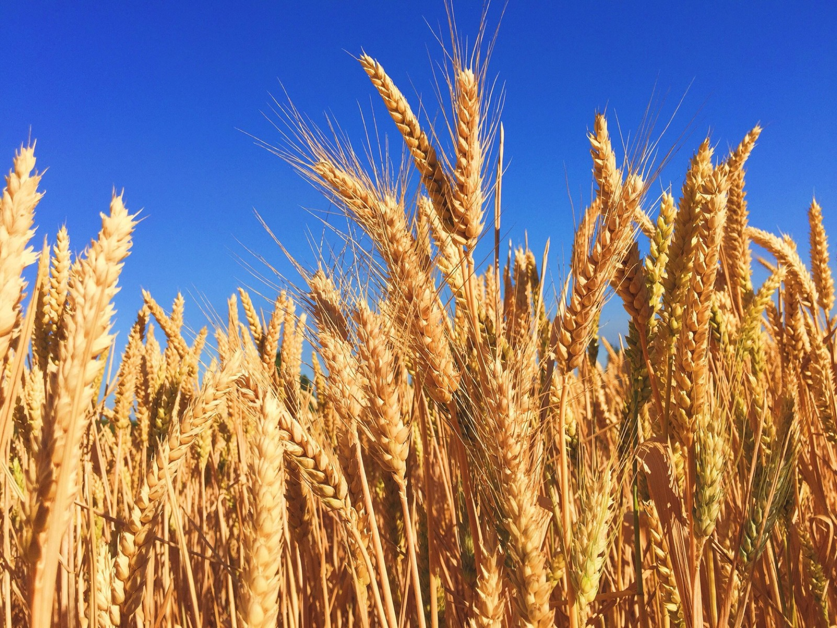 You are currently viewing This is how wheat shortages are creating a food security risk