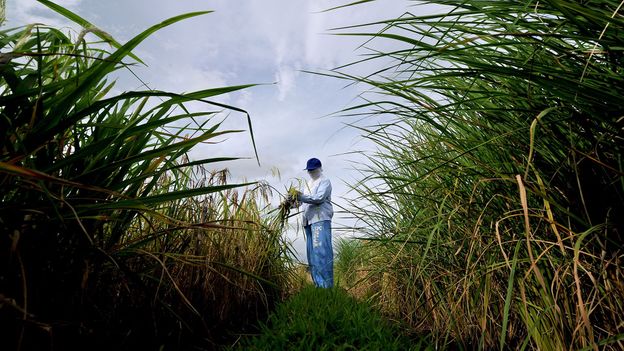 You are currently viewing Why seed banks aren’t just for doomsday