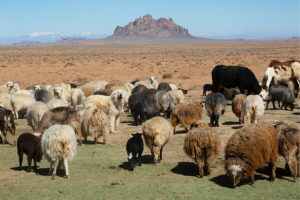 Read more about the article Reviving Navajo identity, one sheep at a time