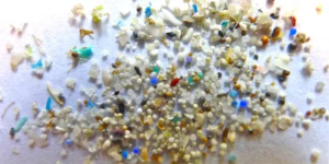 Read more about the article Microplastics are in our bodies. How much do they harm us?