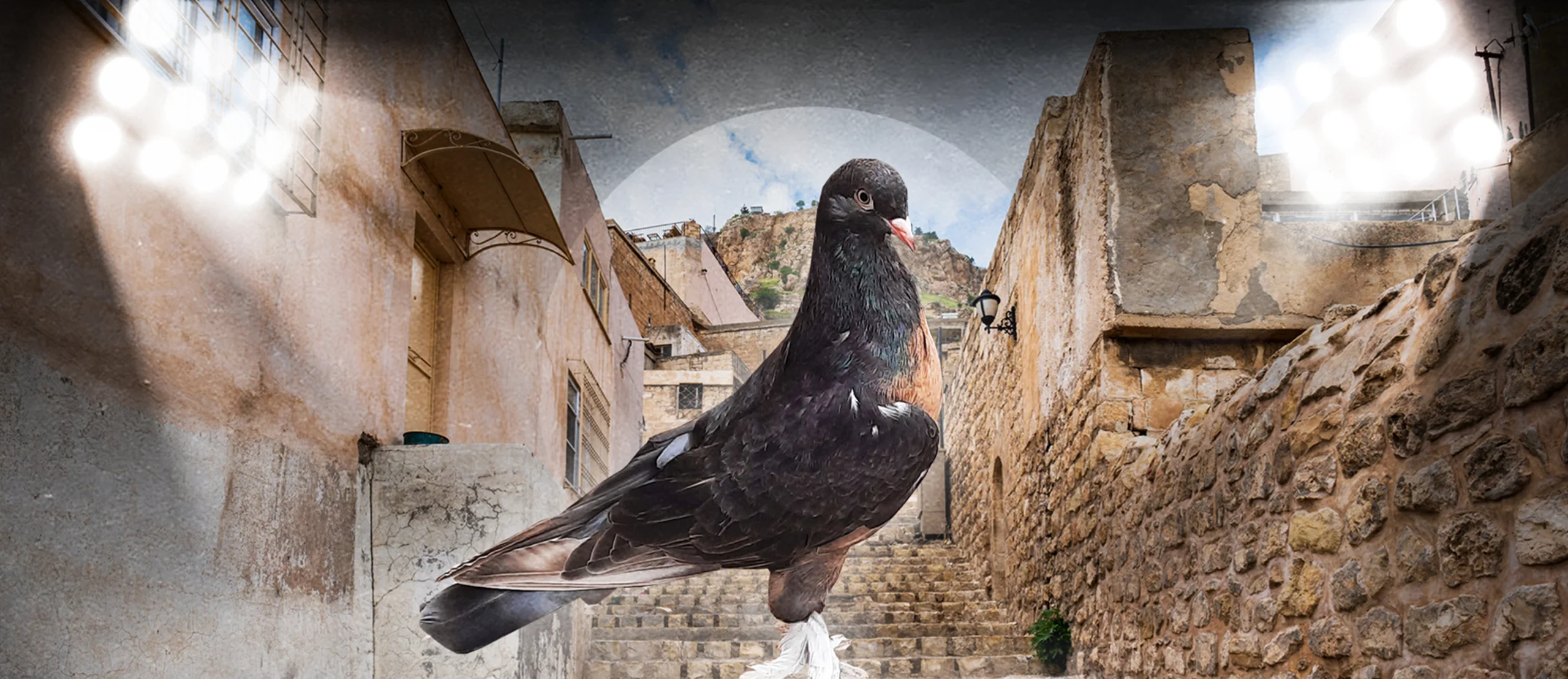 You are currently viewing The Beauty Pageant Pigeons of Mesopotamia, and Why They’re Like Cats