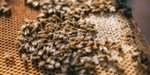 Read more about the article Millions Of Bees Die On Airport Tarmac After Delta Reroutes Flight