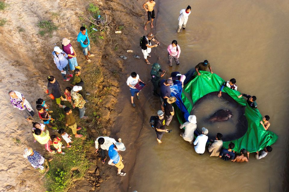 You are currently viewing Mekong villagers land heaviest ever freshwater fish