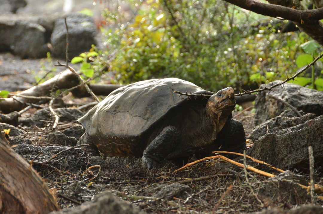 You are currently viewing ‘Fantastic’ giant tortoise believed extinct for a century found alive in the Galápagos