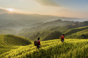 Read more about the article Less air pollution leads to higher crop yields, Stanford-led study shows