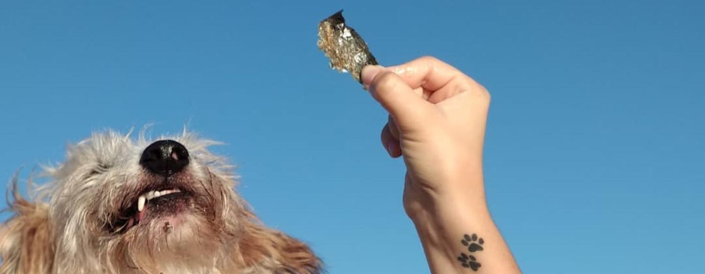 You are currently viewing Zero waste: The Portuguese business turning leftover fish into dog treats