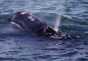 Read more about the article New restrictions on ships to protect whales coming soon￼