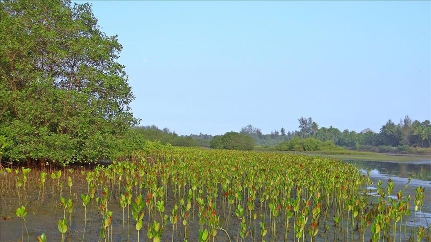 You are currently viewing More than 75% of mangroves threatened: UNESCO head