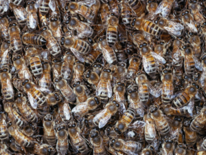 Read more about the article Australia killing tens of millions of bees to save its honey industry