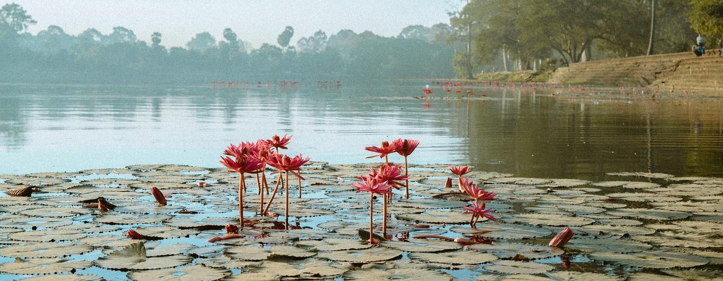 You are currently viewing From The Field: ‘Bioprospecting’; Cambodia’s sustainable gold rush