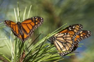 Read more about the article Beloved monarch butterflies now listed as endangered