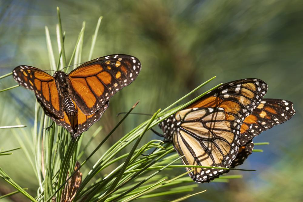 You are currently viewing Beloved monarch butterflies now listed as endangered