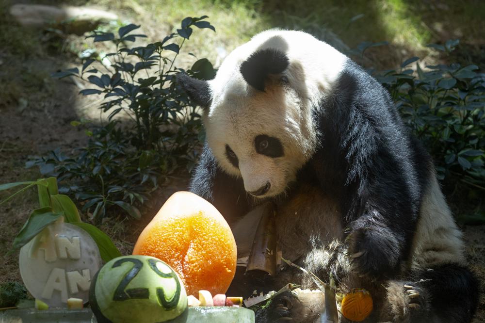 You are currently viewing World’s oldest male giant panda dies at age 35 in Hong Kong