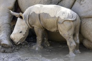 Read more about the article Male white rhino born at San Diego Zoo Safari Park