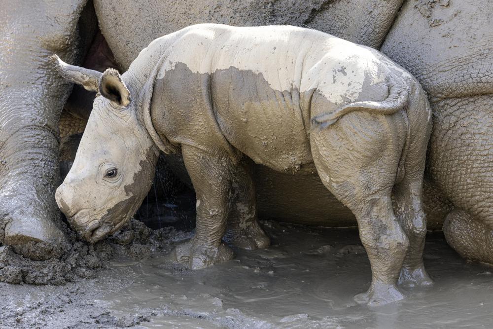 You are currently viewing Male white rhino born at San Diego Zoo Safari Park