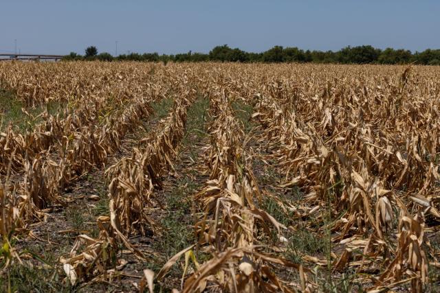 You are currently viewing Underwhelming Iowa Corn Crop Sets Stage for More Food Inflation