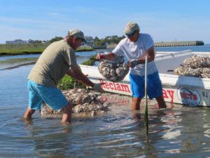 Read more about the article Tiny oysters play big role in stabilizing eroding shorelines