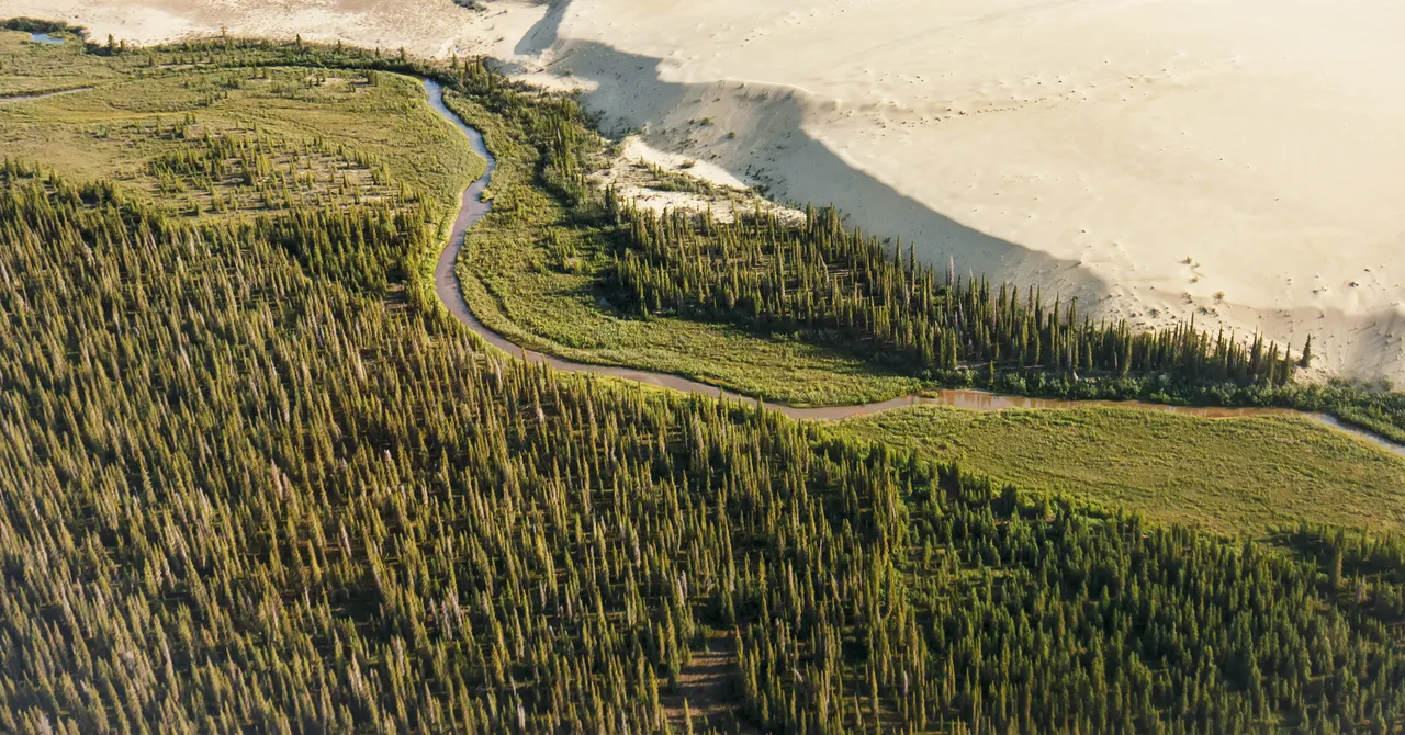 You are currently viewing These Trees Are Spreading North in Alaska. That’s Not Good