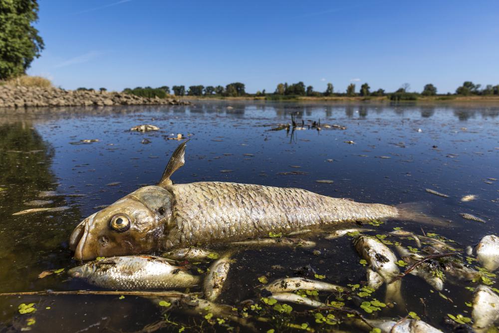 You are currently viewing Wildfires spread, fish die off amid severe drought in Europe