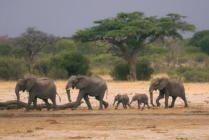 Read more about the article African wildlife parks face climate, infrastructure threats
